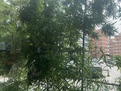 -晋江荣誉国际酒店·港誉茶餐厅