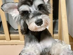 -小尾巴宠物店(万科·金域华庭店)