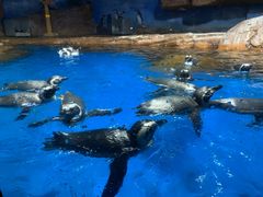 -海合安武汉极地海洋公园