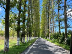 -黄海国家森林公园