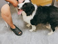 -美联众合爱康动物医院•复杂内科•肿瘤科•牙科•腔镜诊疗中心