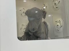-乐琪宠物医院·犬猫专科·骨外科·急重症