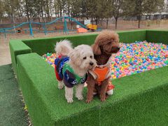 -宠乐会宠物乐园