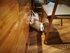 店内小狗-柴务处·柴犬主题狗咖