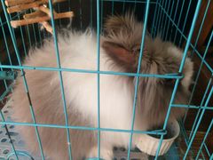 -志龙皇冠吃货椰子铺