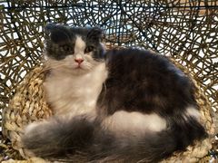 -飞行喵MR PILOT|猫舍·猫咖(静安大融城店)