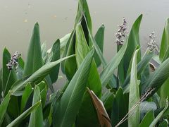 -光明港公园