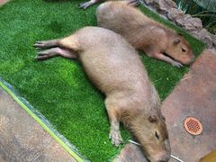 -正佳雨林生态植物园