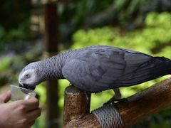 -新加坡飞禽公园