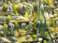 -青石桥花鸟鱼虫市场(叠翠城店)