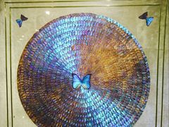 -上海昆虫博物馆