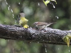 -南宁良凤江国家森林公园