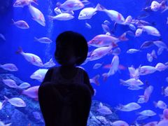 -成都浩海立方海洋公园