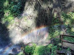 -莫里热带雨林景区