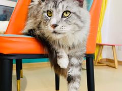 -猫在这儿猫咪咖啡馆·撸猫馆