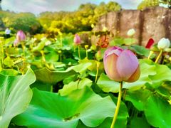 -广州莲花山旅游区