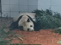 -贵州森林野生动物园