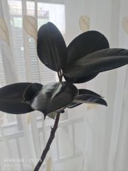 -HEYAN荷妍专业脱毛连锁机构