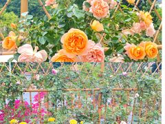 -人民公园(罗湖区)