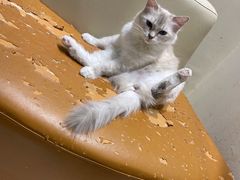 -藏猫猫咖啡主题馆(中央大道店)