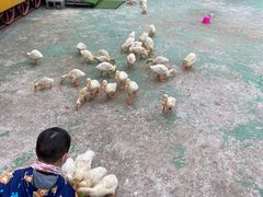 -前小桔亲子创意农场·草莓采摘·露营烧烤