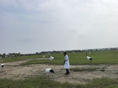 -盐城丹顶鹤湿地生态旅游区