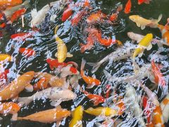 -南宫五洲植物乐园