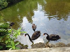 -海南热带野生动植物园