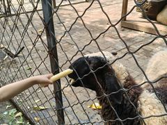 -长白岛森林公园