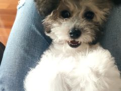 -鑫艺宠物美容培训学校