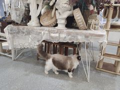 -共舞时光猫咖·狗咖(新街口店)