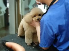 -鑫艺宠物美容培训学校