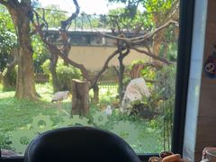 -熊猫自助餐厅.萌趣城堡(长隆熊猫酒店)