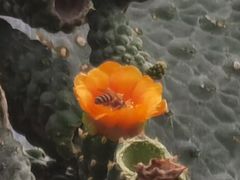 -东莞植物园