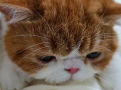 -Bastet sally猫舍购宠(静安店)