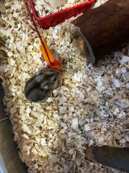 -卡通尼·Safari非洲探索乐园·生日会(金桥国际商业广场店)