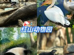 -红山森林动物园
