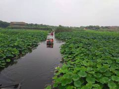 -荷塘月色湿地公园·向阳花洲