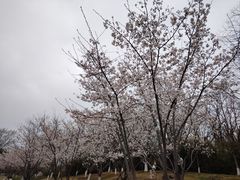 -羊山湖公园