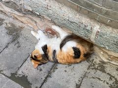 -白云观