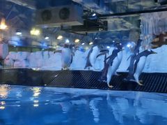 -芜湖新华联大白鲸海洋公园