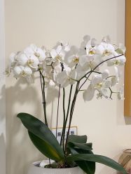 -海涛医疗美容·面部抗衰·注射美鼻