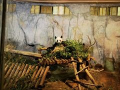 -深圳野生动物园
