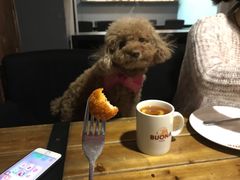 -百好乐宠物友好餐厅(朝外大街店)