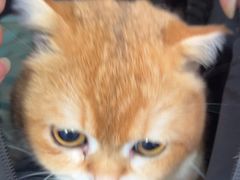 -顺强宠物诊所·狂犬免疫·夜诊·骨科(嘉定店)