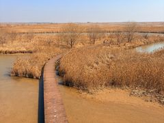 -盐城丹顶鹤湿地生态旅游区