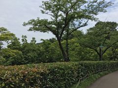 -汉拿树木园
