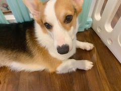 -柯斗斗主题餐厅·狗咖·围炉煮茶·茶饮(国瑞升平里店)