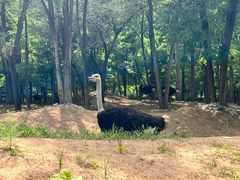 -北京野生动物园