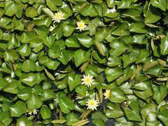 -众品老方子锅贴甜沫(李村店)